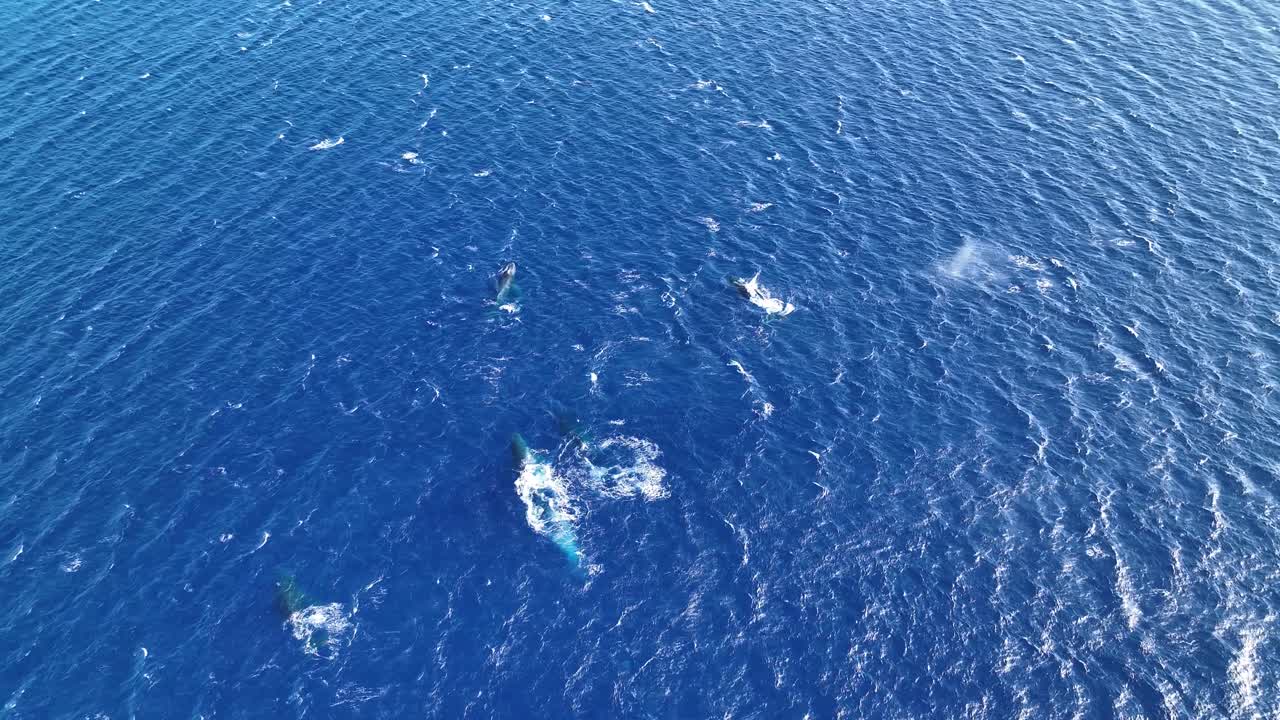 계절에 따라 하와이로 이동하는 활동적인 혹등고래 떼를 따라가는 드론