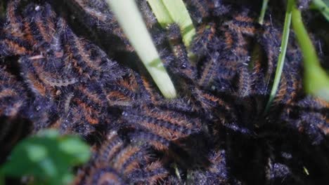 close-up macro shot of a swarm of cypriot caterpillars, ocnogyna cypriana