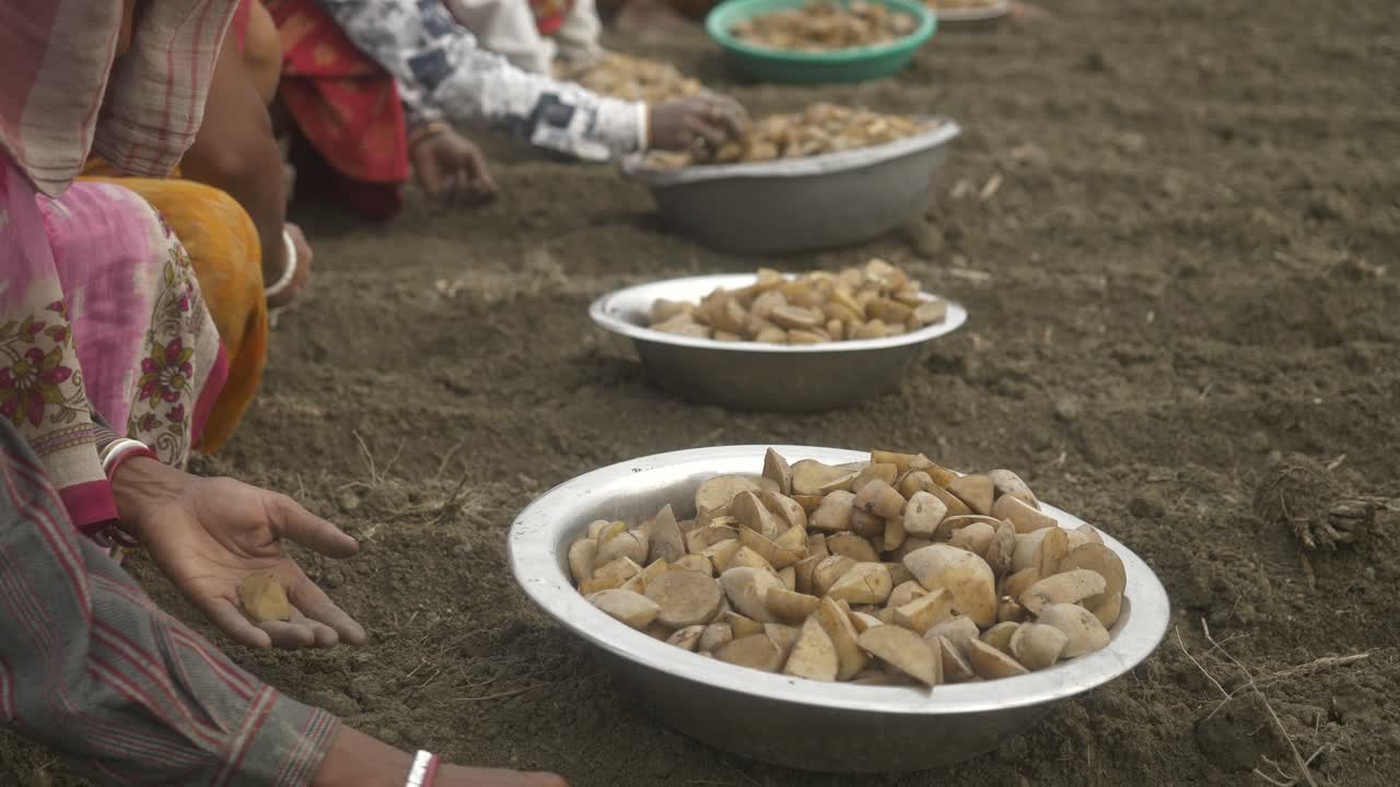 Closeup of planting healthy cut seed potatoes, traditional potato cultivation, West Bengal