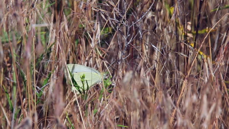 Close-up:-Pale-Cabbage-Butterfly-takes-flight-in-tall-dry-grass,-windy