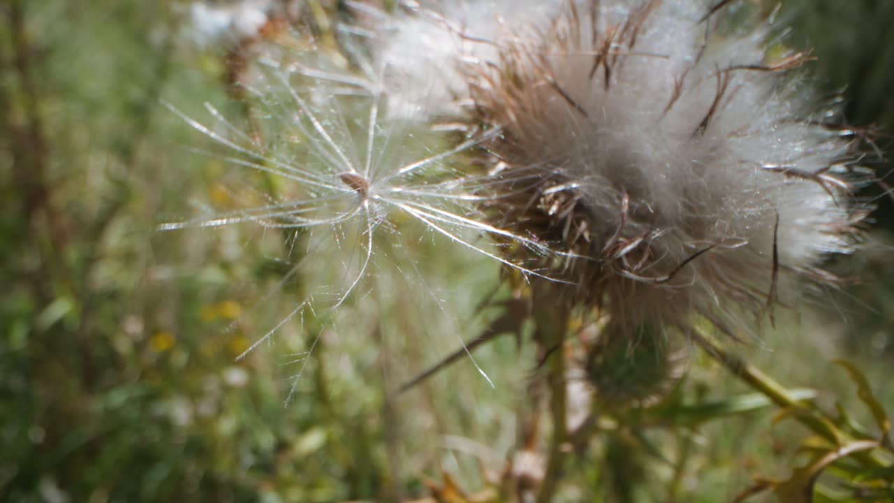 primer plano de la cabeza de las semillas secas de cardo