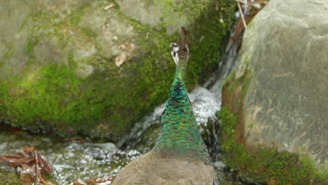 back view of indian peahen standing by the brook