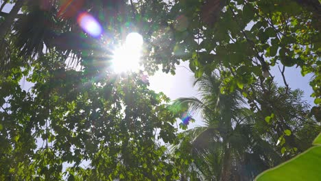 sun shining through lush green tropical tree leaves with nice lens flares.