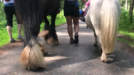 Los-Cascos-De-Dos-Ponis-Caminando-Por-Un-Bosque-Con-Niños-A-Sus-Espaldas-|-Cumbria,-Escocia-|-Alta-Definición-A-30-Fps