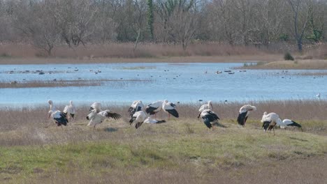 Gruppe-Von-Weißstörchen,-Die-Sich-Nach-Dem-Schwimmen-Vor-Einem-See-In-Einem-Naturpark-Sonnen