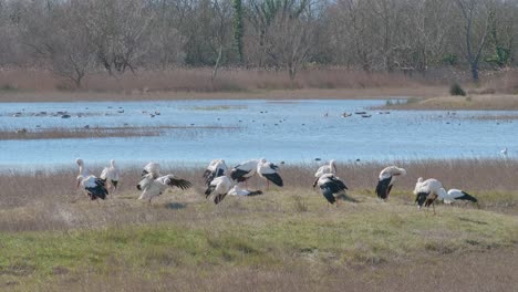 grupo de cigüeñas blancas tomando el sol después de nadar frente a un lago, en un parque natural