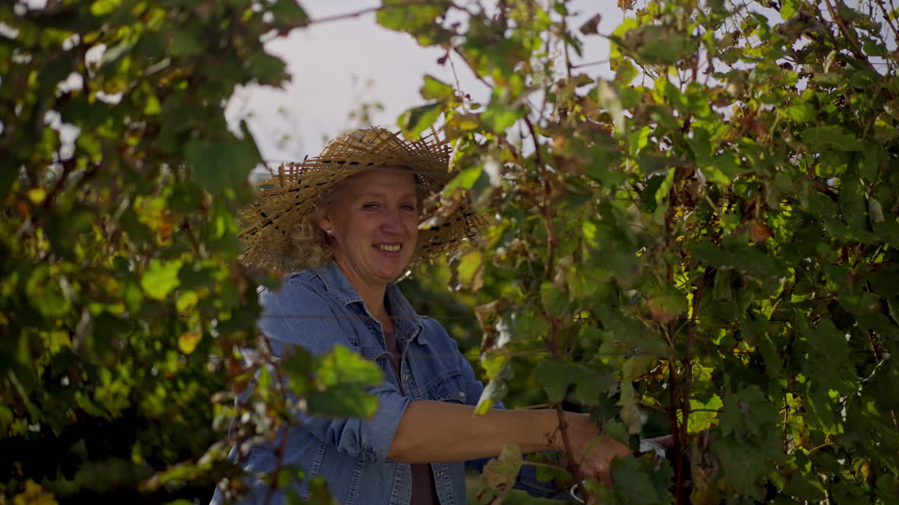 mujer cosechando uvas en el viñedo