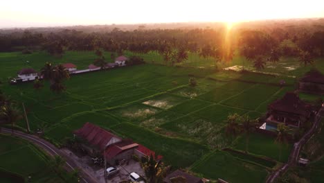 Aerial-video-in-an-amazing-landscape-rice-field-near-Ubud,-Rice-Terraces,-Bali,-Indonesia,-with-a-drone,-above-rice-terraces-in-a-beautiful-day-rice-field