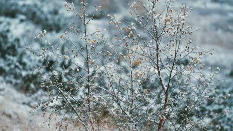 light first snow slowly falls on the trees, bushes, and withered grass