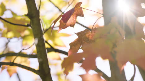 beautiful fall colors