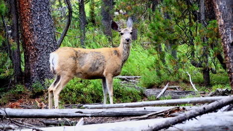 a deer shakes her hind-leg and stands alert in a forest in yellowstone national park