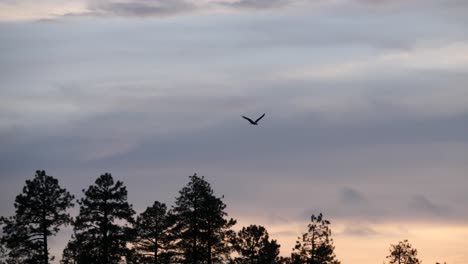 Ein-Fischadler-Fliegt-über-Bäume-Und-Kontrastiert-Das-Goldene-Licht,-Das-In-Grauen-Wolken-Gefangen-Ist