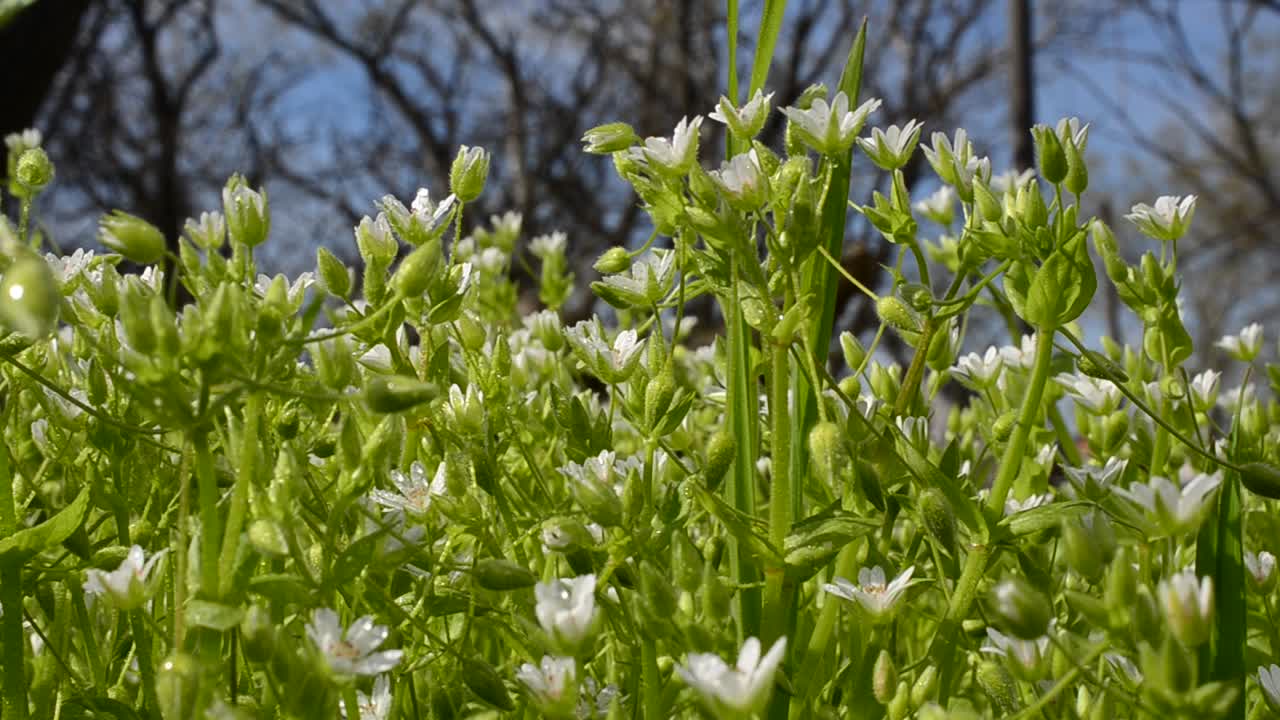 White flowers. Wild flowers