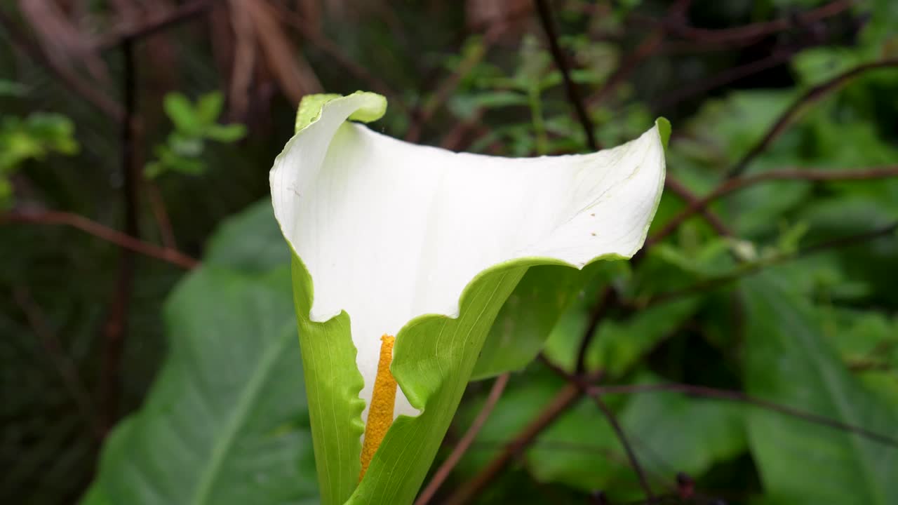 vista amplia y cercana del lirio de arum gigante blanco o del lirio callum en un jardín