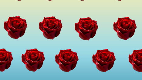 composition of rows of red roses moving on blue background