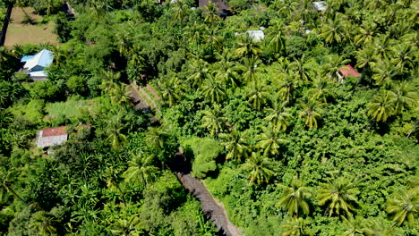 Country-Road-Between-Dense-Coconut-Palm-Trees-Near-Town-Of-West-Bali,-Indonesia