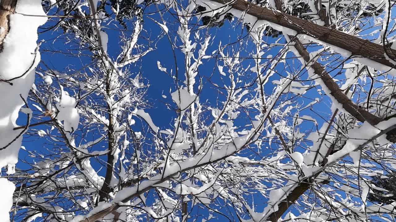 la lenta rotación captura las ramas cubiertas de nieve contra un cielo azul vívido