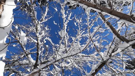 Slow-rotation-captures-snow-clad-branches-against-a-vivid-blue-sky