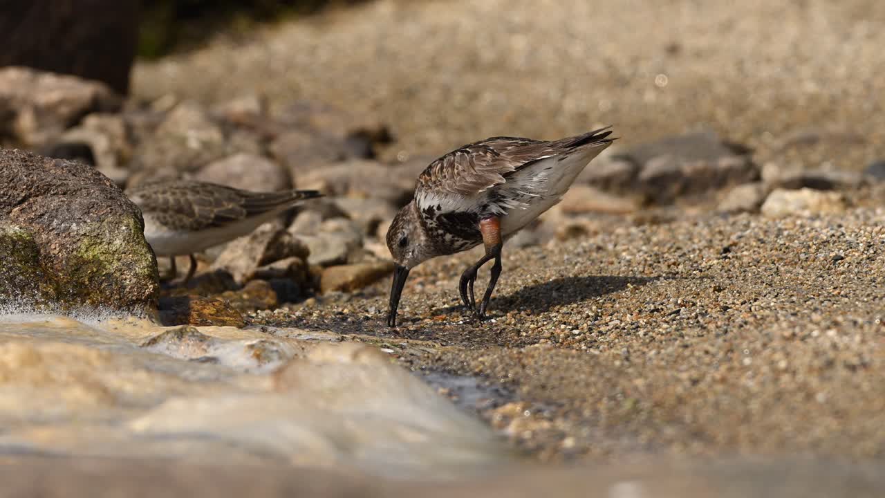 Temminck's Stint and Dunlin with injured leg hunt for food among rocks at water's edge on beach.