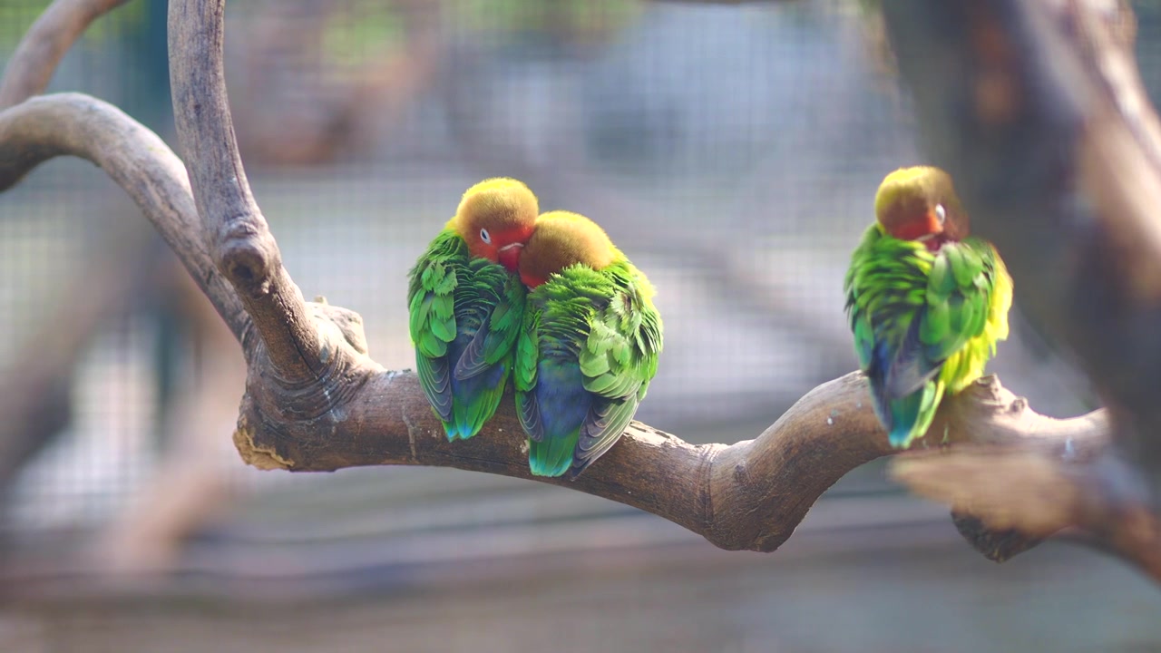 Inseparabili colorati che si coccolano e riposano su un ramo d'albero