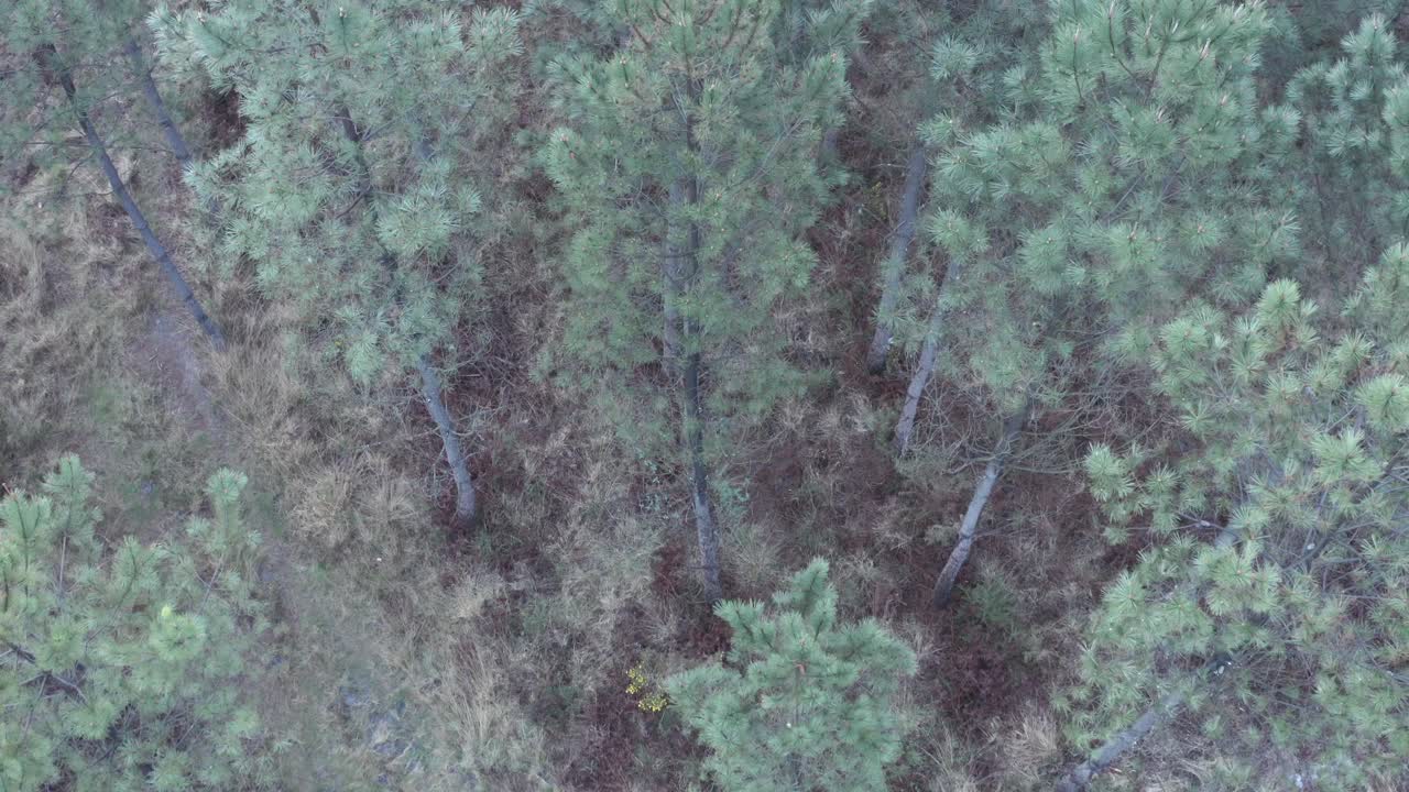Pine forest and undergrowth. Aerial top-down view