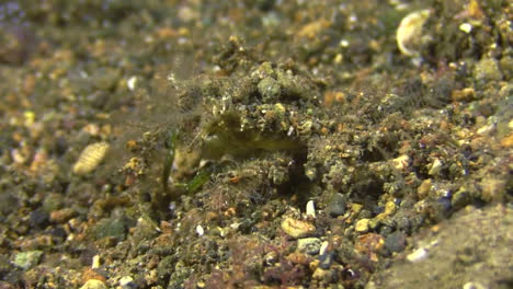 blunt decorator crab walks over sandy bottom