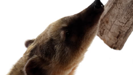 coati uses long nose to sniff at tree branch isolated on white background - close up