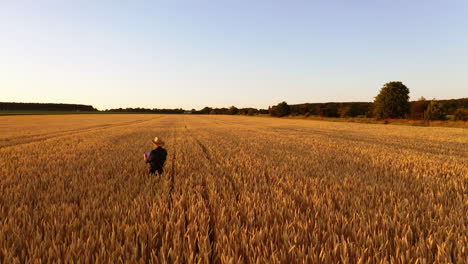 panoramic view of a golden field. farmer inside the big plantation of wheat. man in straw hat examining agricultural plants at sunset.