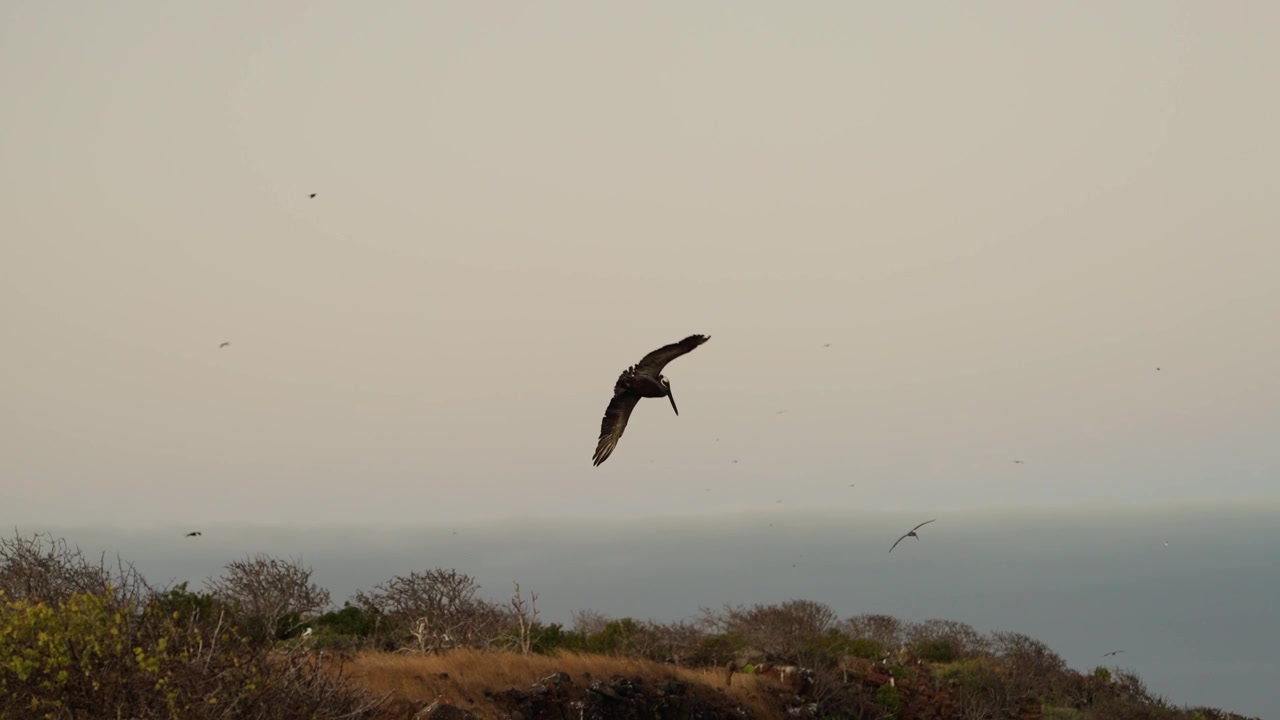 Un pellicano solca i cieli al tramonto delle Galapagos (4K).