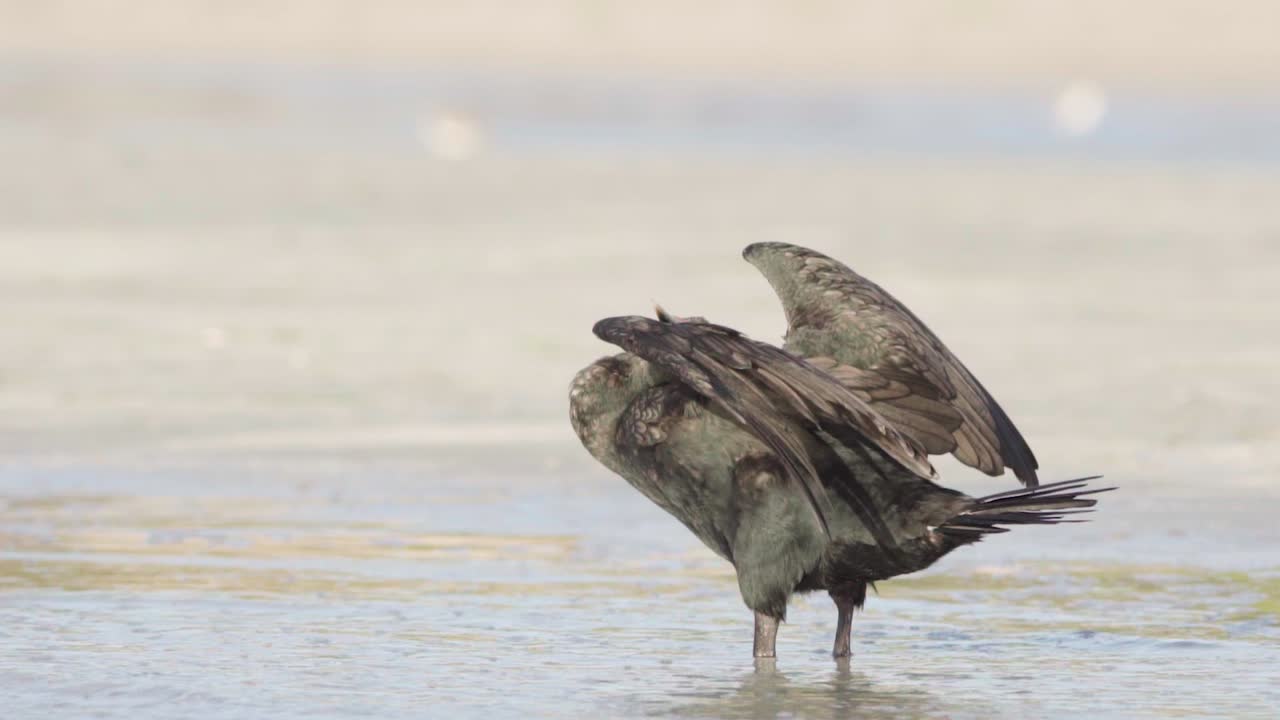 pájaro cormorán extendiendo alas y frotando la cabeza en la orilla de la playa de arena en cámara lenta