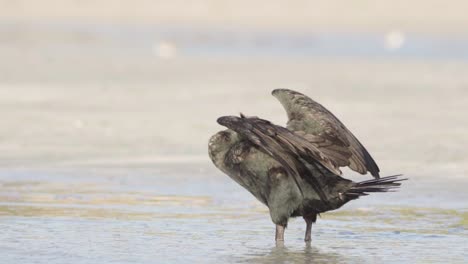 Pájaro-Cormorán-Extendiendo-Alas-Y-Frotando-La-Cabeza-En-La-Orilla-De-La-Playa-De-Arena-En-Cámara-Lenta