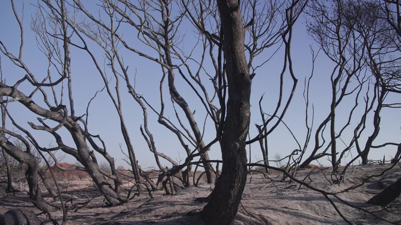 Blackened tree trunks stand densely across the burned Devesa del Saler forest near Valencia after a wildfire, Slow Traveling Shot