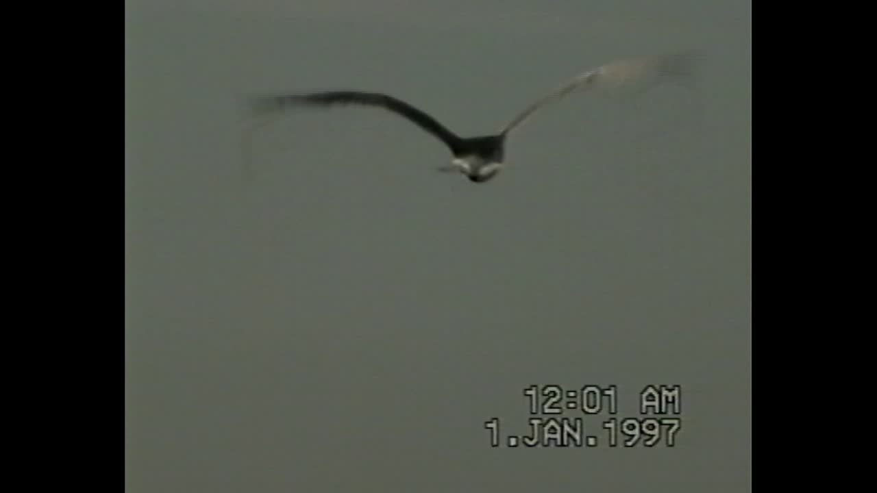gaviotas en la playa