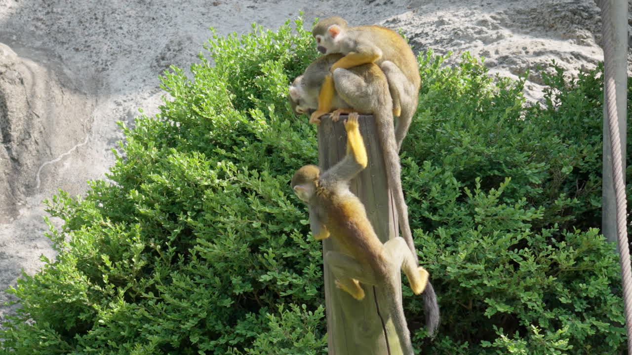un grupo de monos ardilla acurrucándose, saltando y jugando en el zoológico de grand park de seúl