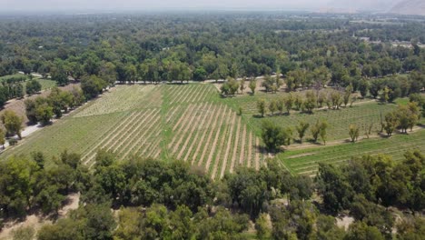 Capturing-the-Beauty-of-Lush-Greenery-from-Above