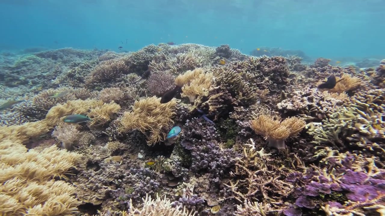 Sakte film under vann over et levende korallrev fullt av marint liv, som viser den fantastiske biodiversiteten av koraller og fisk i klart blått vann i Indonesia. Dolly-opptak med plass til tekst