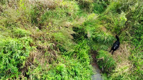 Aerial-view-flying-camera-filming-lovely-cute-black-dog-on-river-shore-in-green-plants-and-canes,-green-meadow-near-overgrown-lake