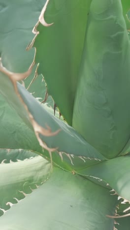 Closeup of a Large Aloe Cactus Medicinal Plant Closeup of a Large Aloe Cactus Medicinal Plant