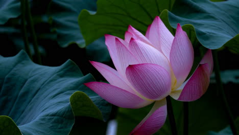 pink lotus flowers in a pond