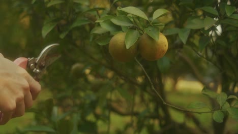 picking citrus fruit from tree