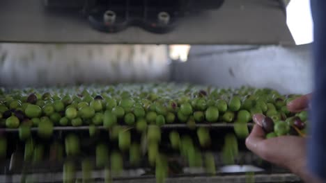 Green-Olives-on-a-conveyer-belt,-hand-picked