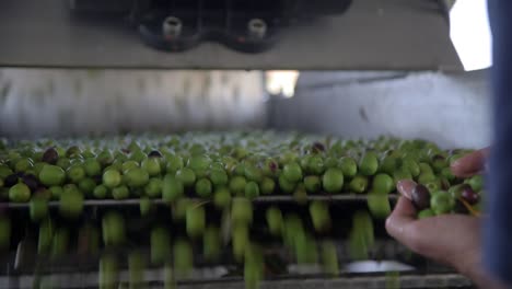 green olives on a conveyer belt, hand picked