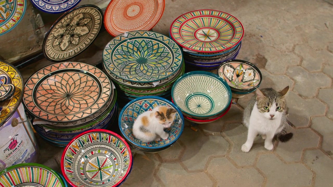 Cat and kitten among colorful ceramic bowls at Marrakesh market, Morocco
