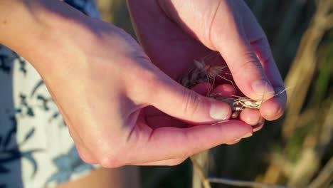 Stunning-HD-footage-of-a-young-white-Caucasian-women-in-a-wheat-field,-letting-golden-grains-slip-through-her-fingers