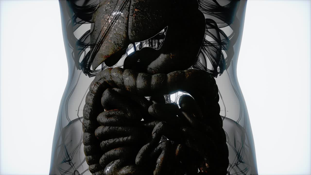 anatomía detallada del sistema digestivo humano