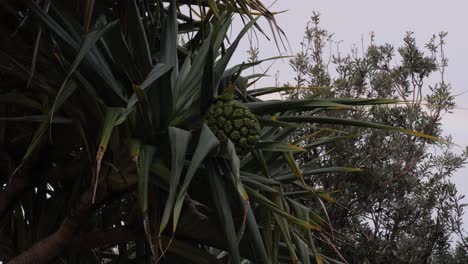 pandanus fruit hanging from a palm tree in qld, australia - low angle shot