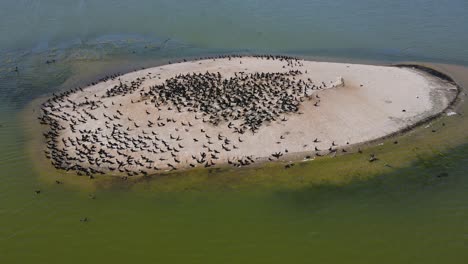 Gimbal-Fokus-Und-Drehung-über-Der-Vogelinsel