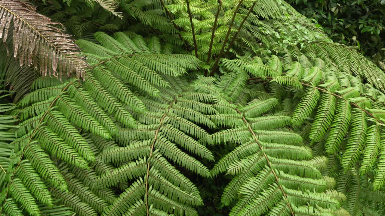 Fern vascular plant leaves humid jungle vegetation rainforest forest Bali island Indonesia