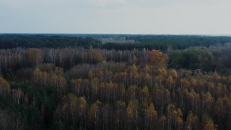 Vista aérea del bosque de otoño