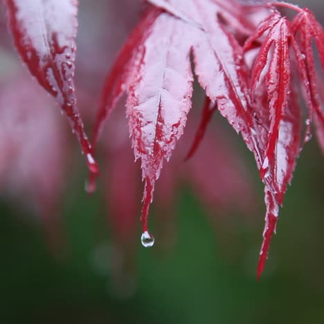 Red-leaves-are-catching-drops-of-water-during-a-rainfall